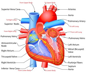 heart disease