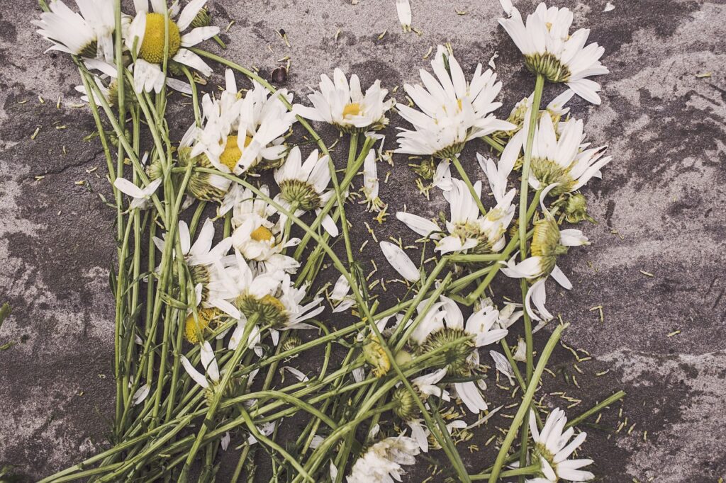 marguerites, flowers, withered-381222.jpg